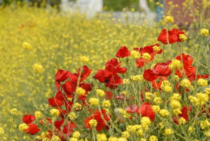 acc9b-louloudiaanoixiblogkaloloyloydia